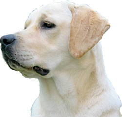 mon  chien